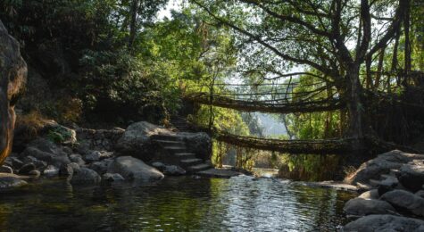 rootbridge